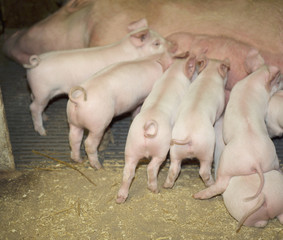 Piglets
