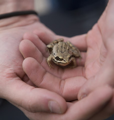 Trapped Frog