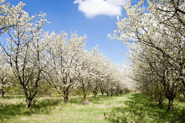 blooming orchard in spring