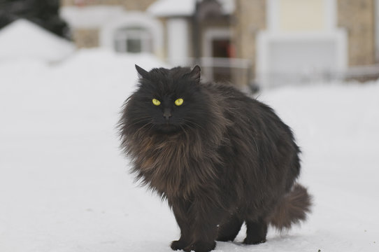 Black cat in the snow - Powered by Adobe