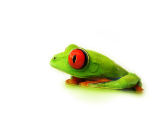 Rotaugenlaubfrosch 116 Agalychnis callidryas