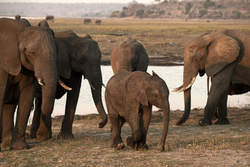 Fototapeta premium African elephant family