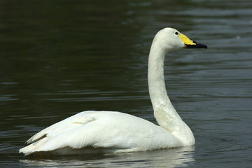 Whooper swan swimming