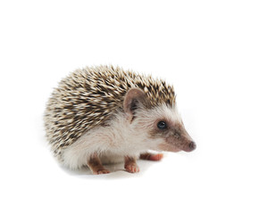 Hedgehog on a white background