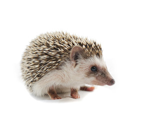 Hedgehog on a white background
