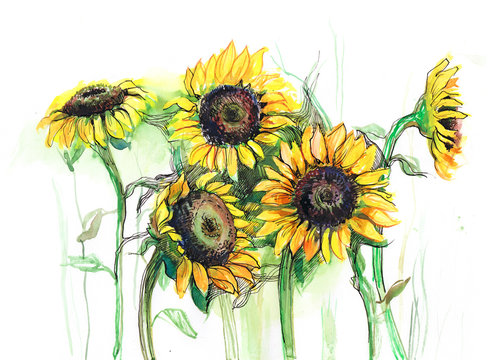 sunflowers (series C)