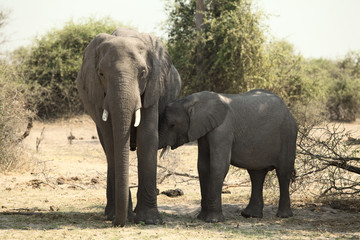 Fototapeta na wymiar Młody słoń afrykański dotyka matkę