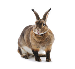 Adorable rabbit isolated on a white background