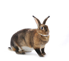 Adorable rabbit isolated on a white background