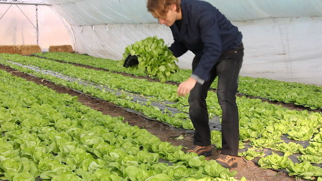 Farmer working in the greenhouse