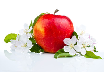 One Juicy Red Apple and flowers on a white background