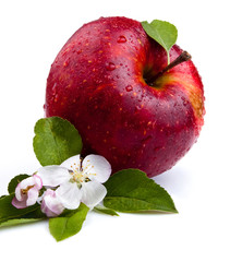 One Juicy Red Apple and flowers on a white background