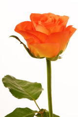 Fototapeta premium Eine Rose