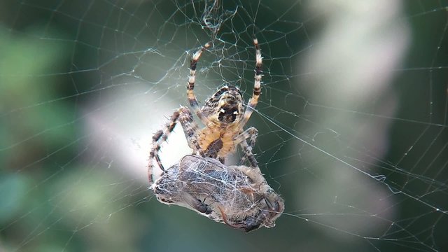 araign&eacute;e