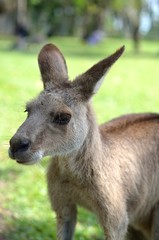 カンガルー　顔