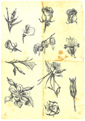 Large collection of flowers