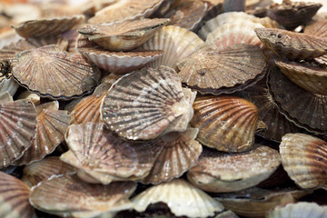 fresh scallops at the market