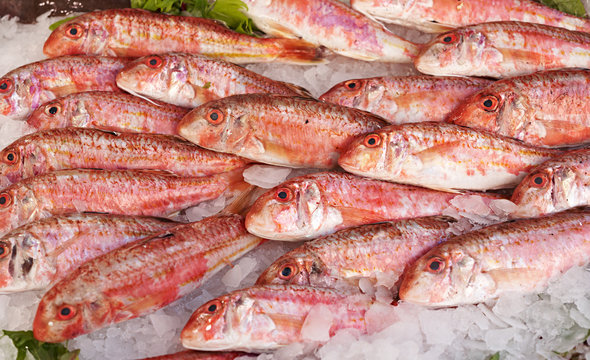 Red mullet fish for sale