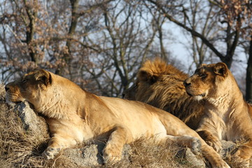 African lions