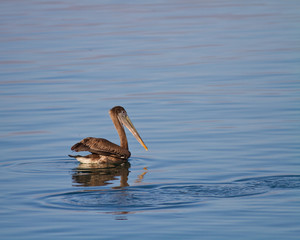 Brown pelican