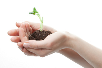 spring little plant in hand on white background. clipping path