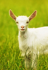 Cute goat portrait