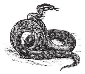 Obraz premium Grawerowanie rocznika Pythona