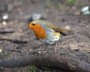 Robin