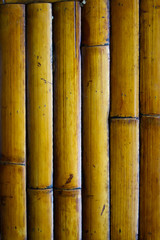 Bamboo Pattern