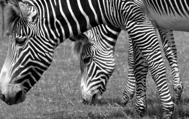 Fototapeta na wymiar Zebra Pair