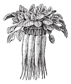 Campanula rapunculus or Rampion Bellflower vintage engraving