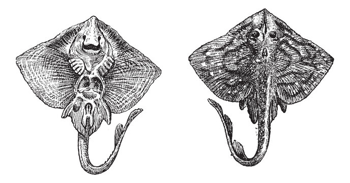 Thornback ray or Raja clavata vintage engraving