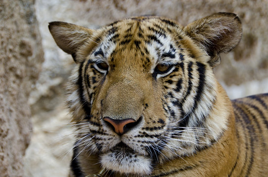 Tigre