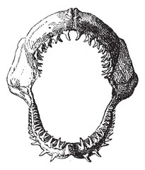 Naklejka premium Shark jaw, vintage engraving.