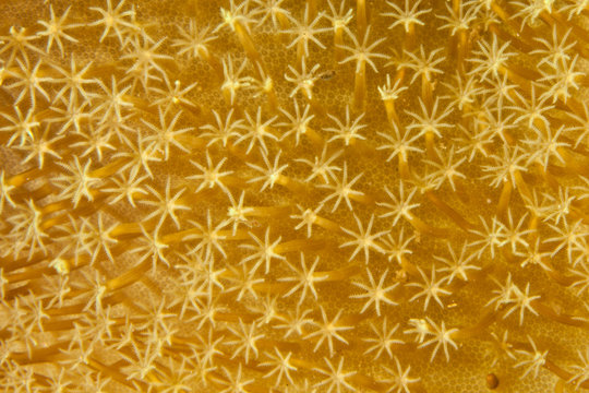 TEXTURAS MARINA