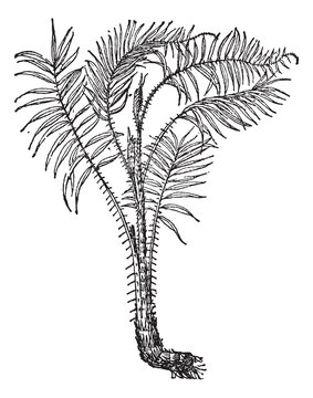Rattan, vintage engraving.