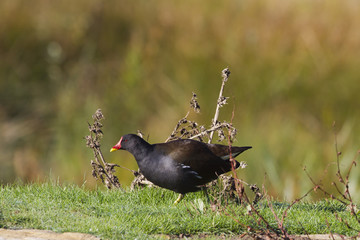Moorhen (Gallinula chloropus)