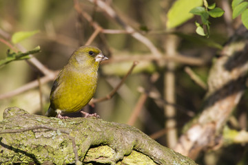 Greenfinch (Carduelis chloris)