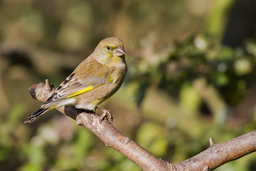 Greenfinch (Carduelis chloris)
