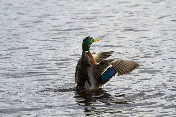 Mallard Duck