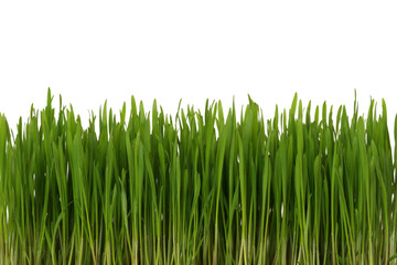 Fototapeta na wymiar green grass over white background