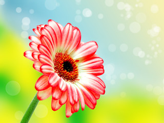 Close up of gerber flower