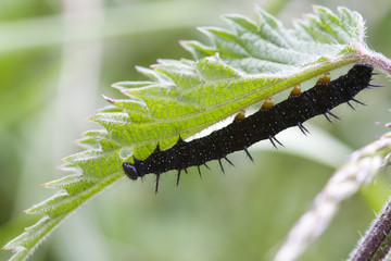 caterpillar peacock butterfly (Inachis io)