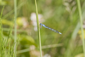 Blue Damselfly