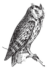 Fototapeta premium Scops owl perched on branch, vintage engraving.