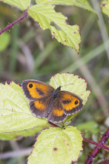Gatekeeper Butterfly (Pyronia tithonus)