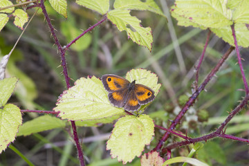 Gatekeeper Butterfly (Pyronia tithonus)