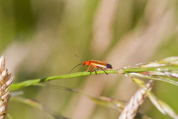 Beetle (Rhagonycha fulva)