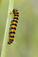 Five spot Burnet Caterpillar