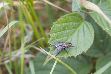 Flesh Fly (Sarcophaga bercaea)